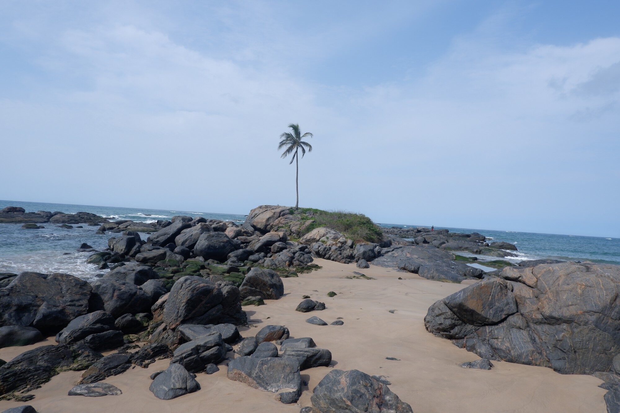 Rocky Beach with Palm