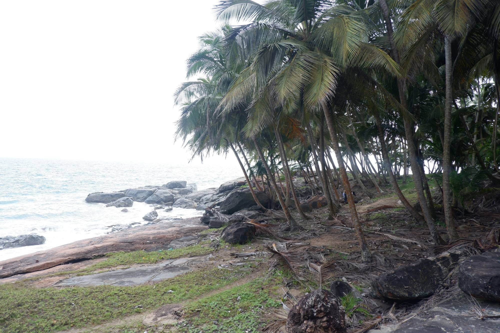 Rocky Shore with Palm Trees