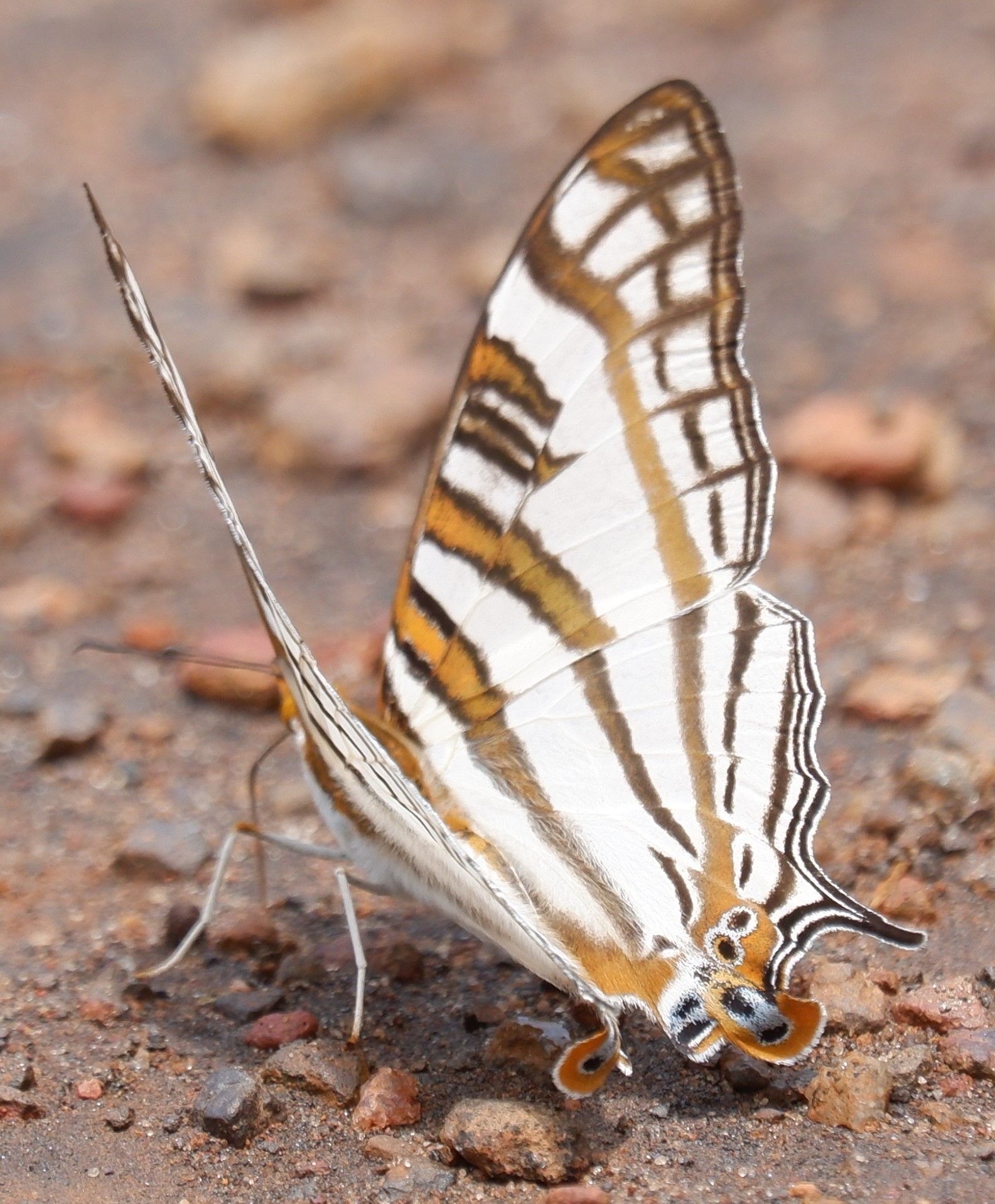 Tropical Butterfly