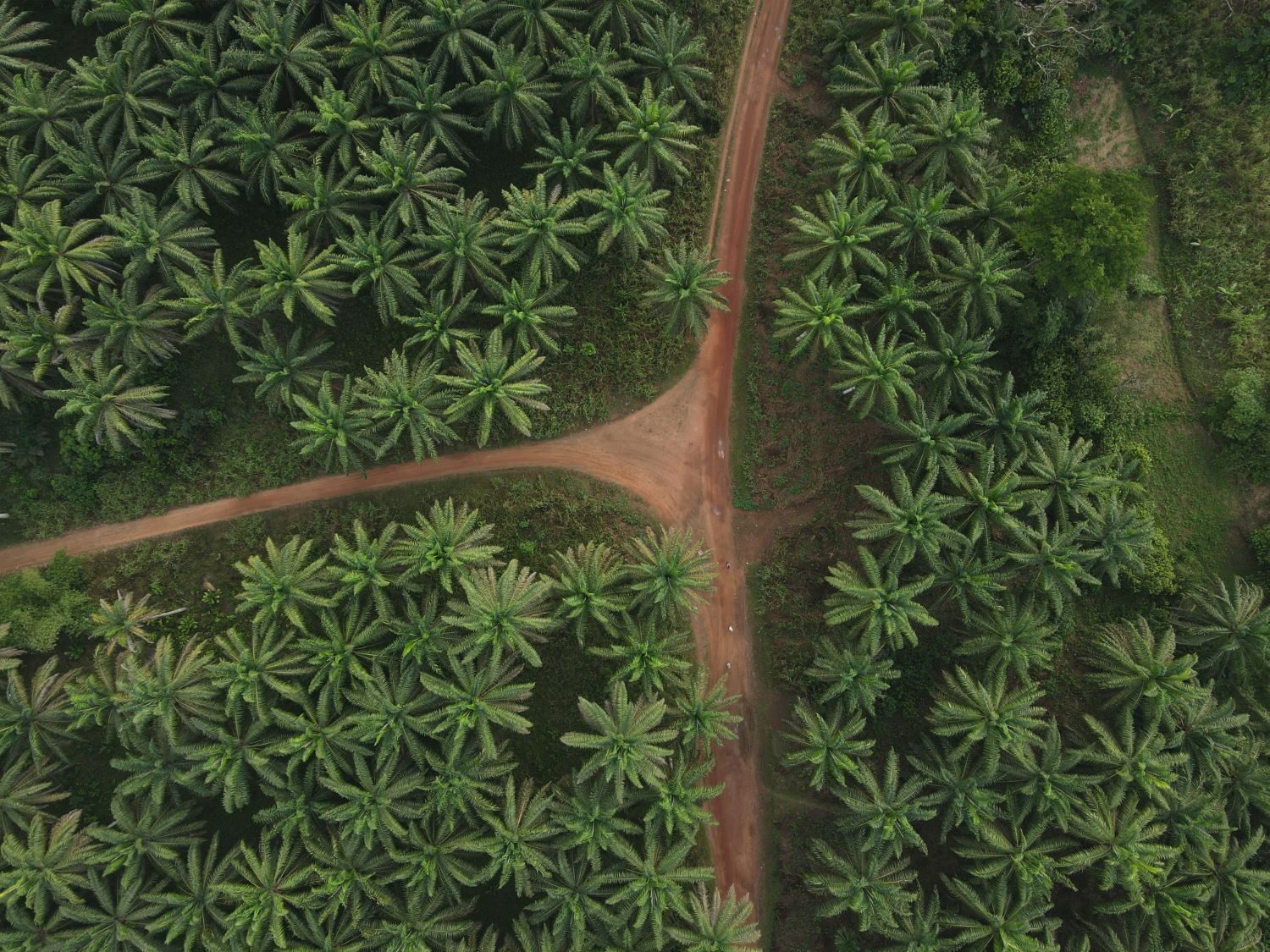 Aerial Palm Plantation Crossroads