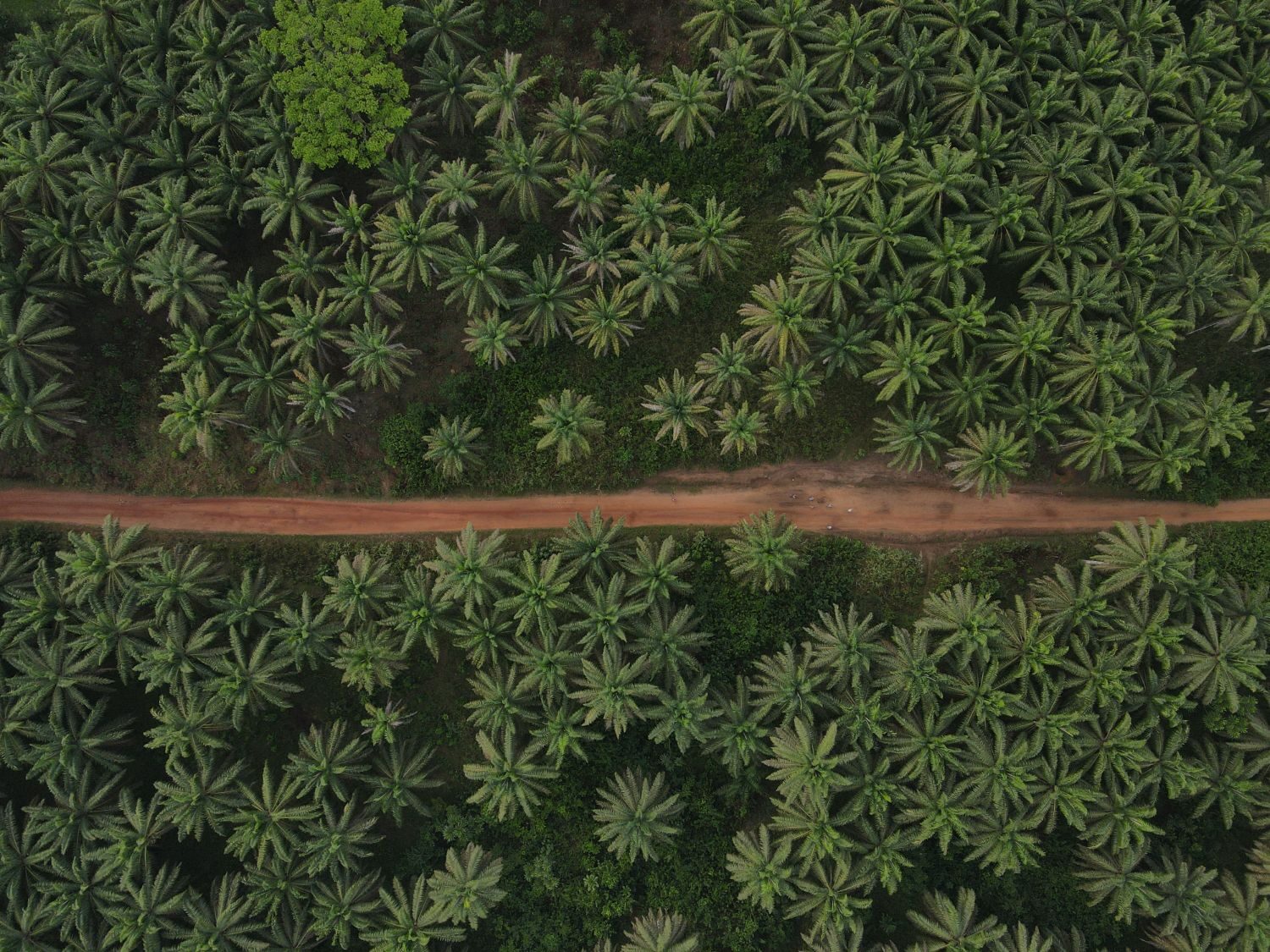 Aerial Palm Plantation Road