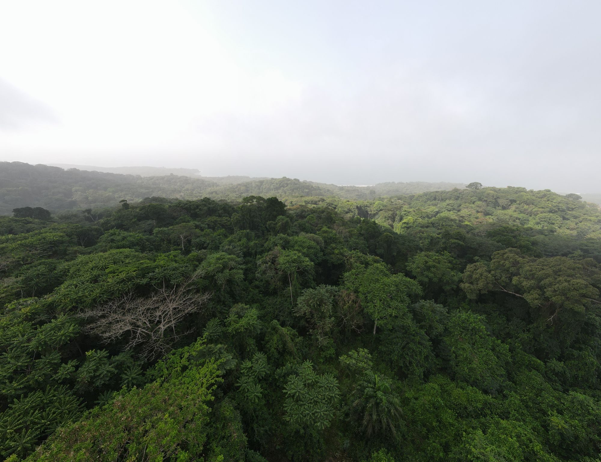 Tropical Rainforest Canopy