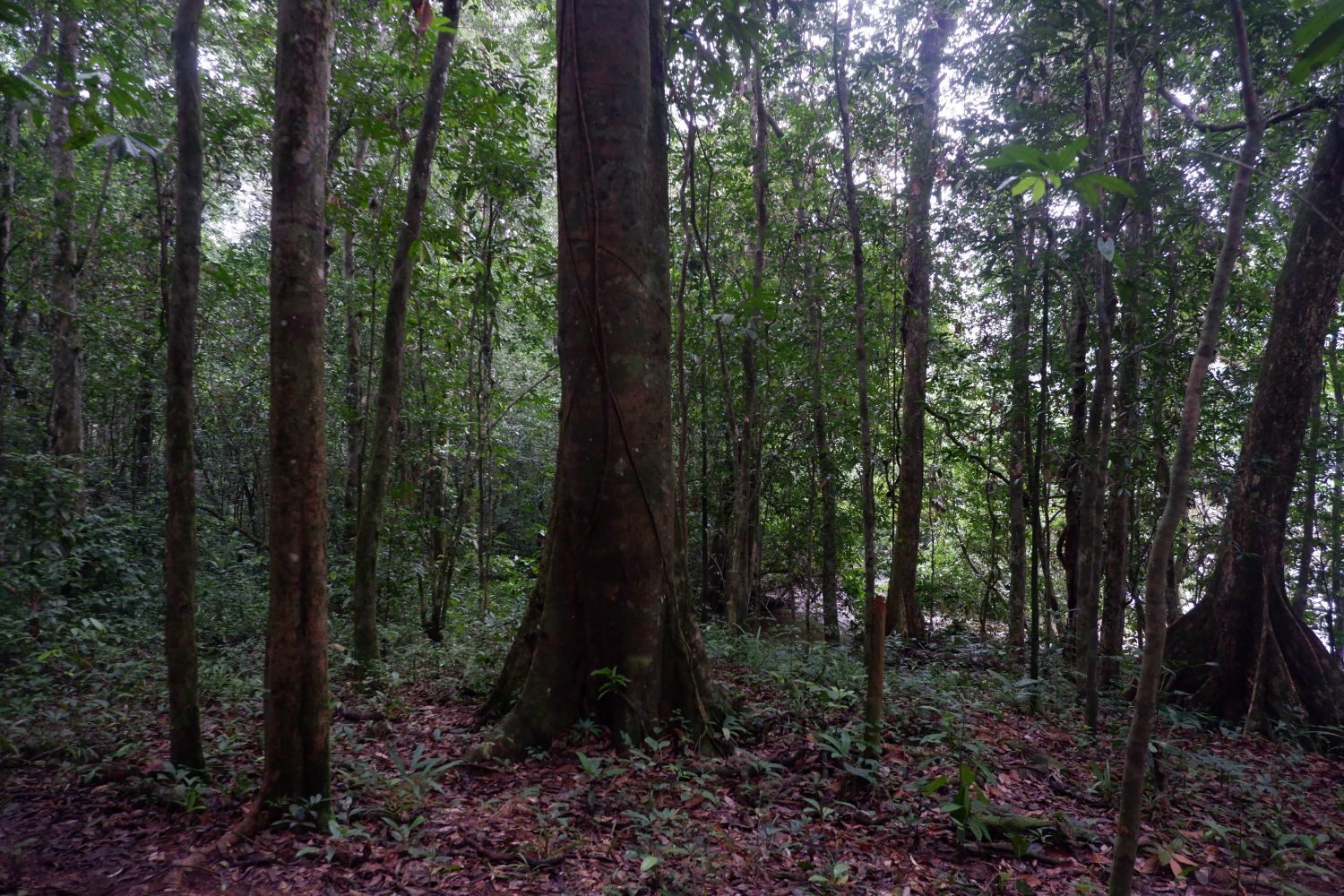 Rainforest Interior with Tall Trees