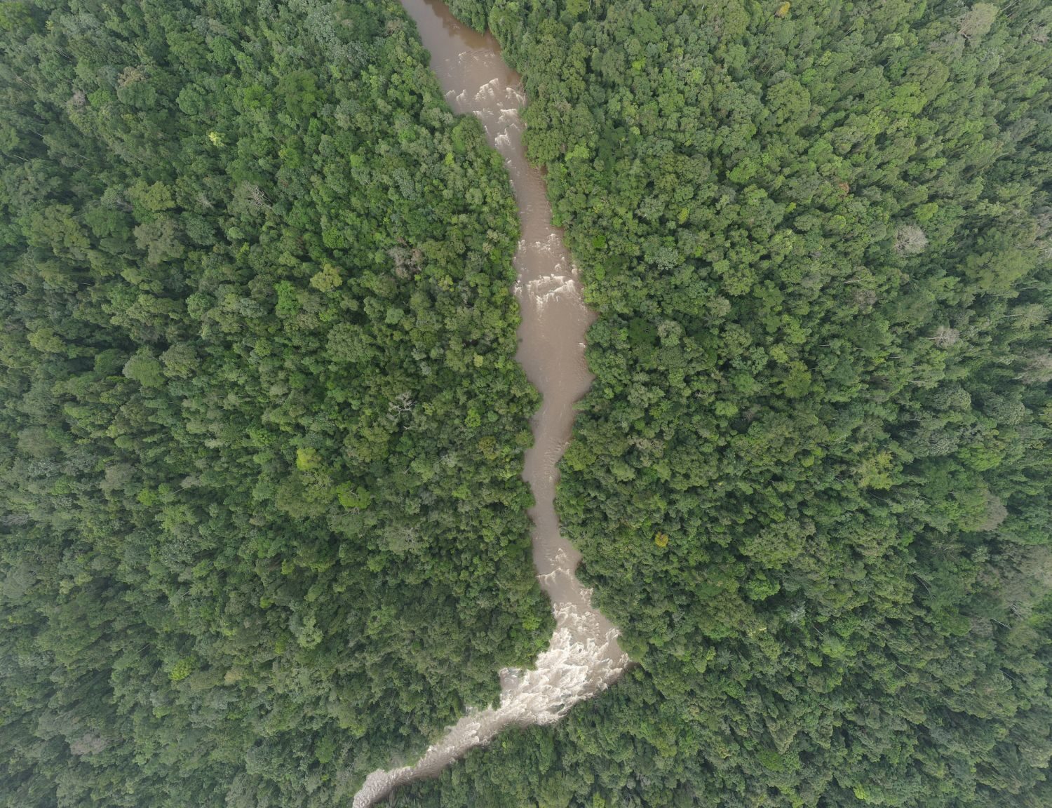 River Through Rainforest Overhead