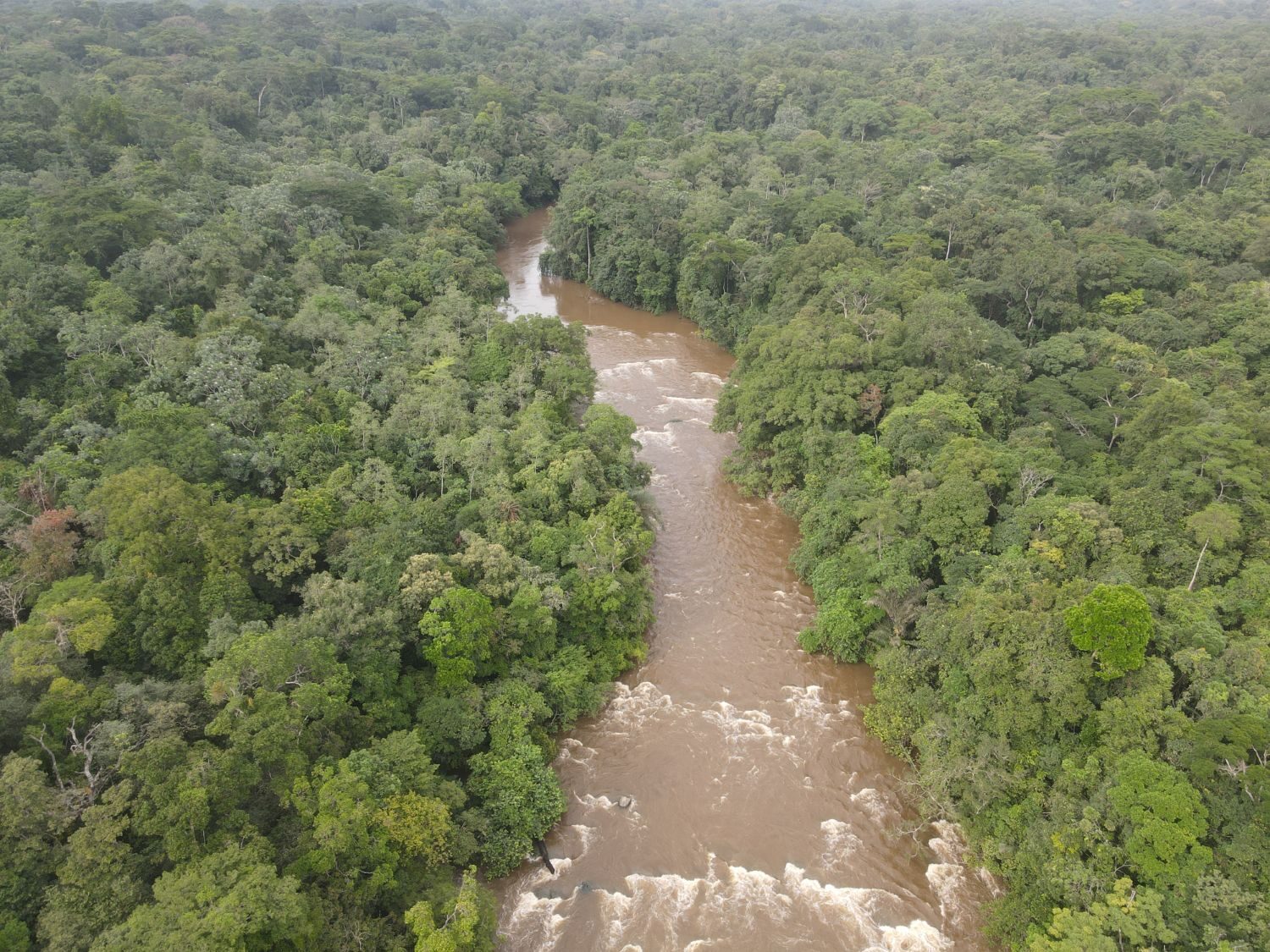 River Rapids Through Jungle