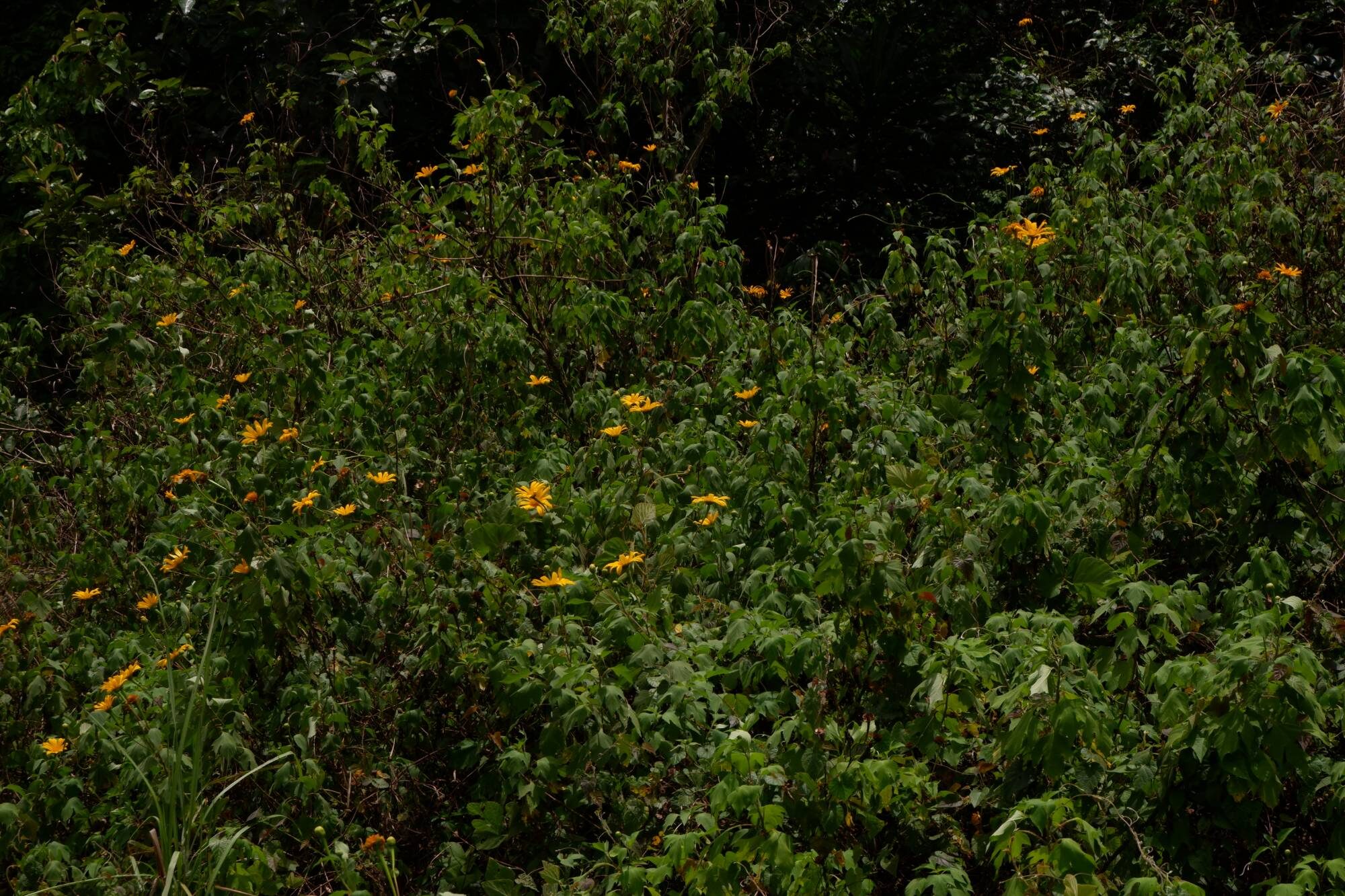 Wild Yellow Flowers
