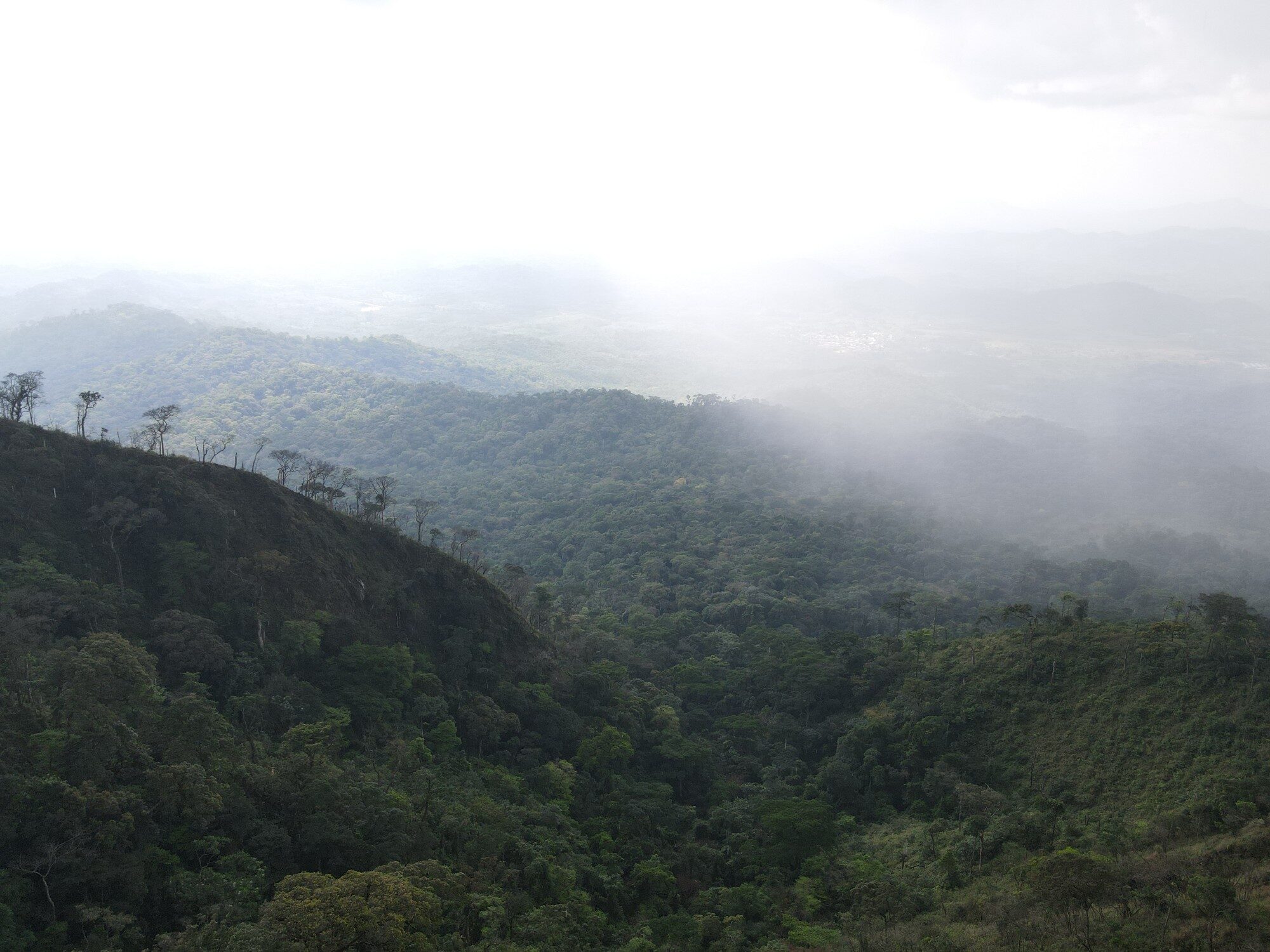 Misty Rainforest Valley
