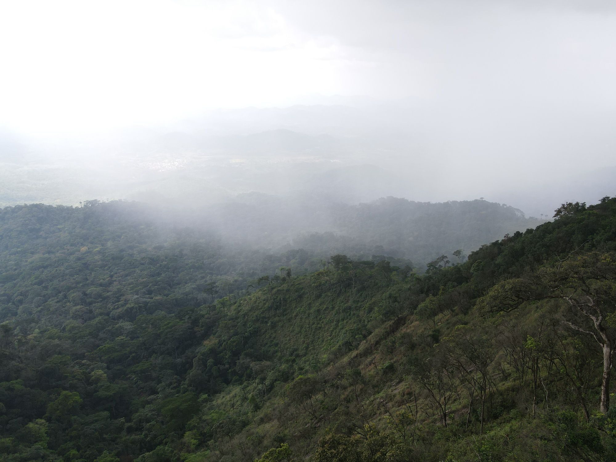 Misty Rainforest Panorama