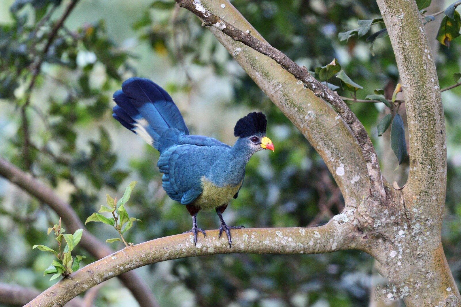 Blue Turaco Bird