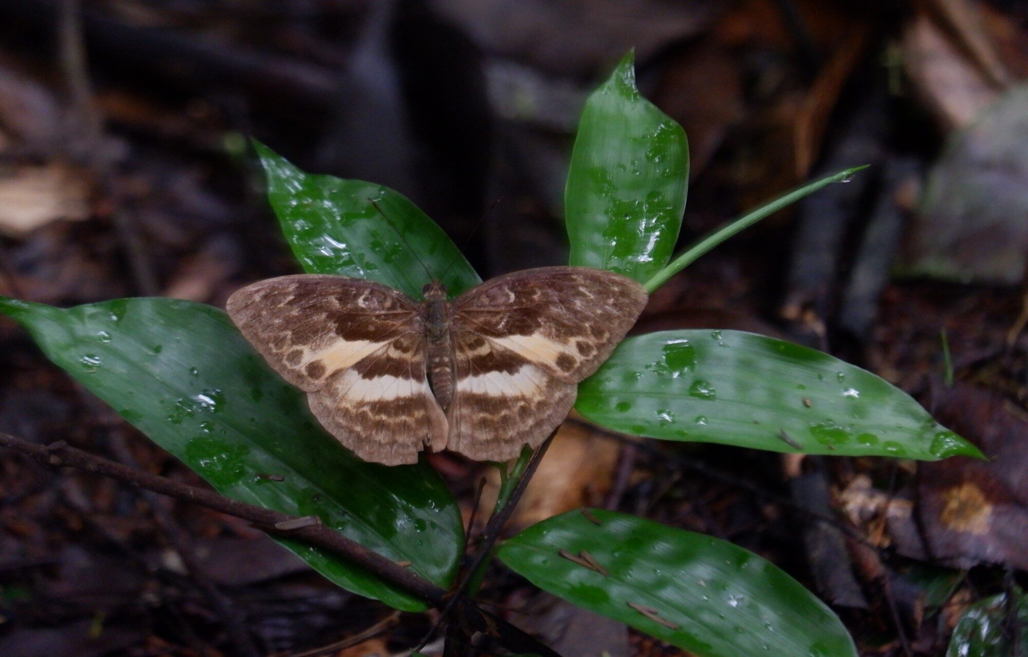 Butterfly on Rainforest Leaves