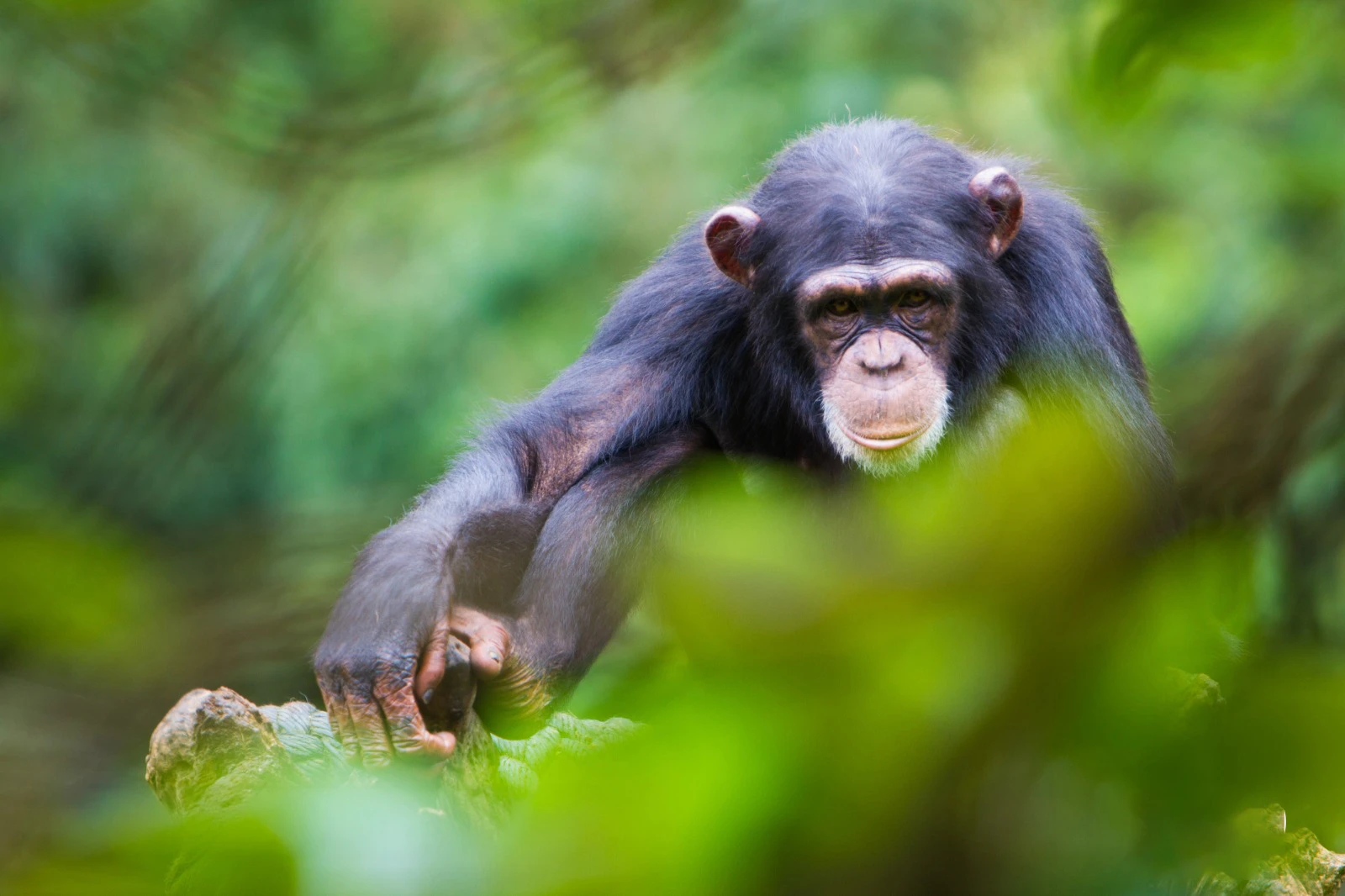 Chimpanzee in Forest