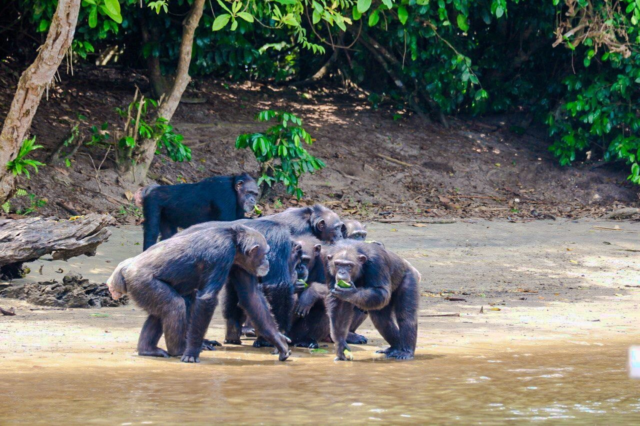 Chimpanzee Group on Riverbank