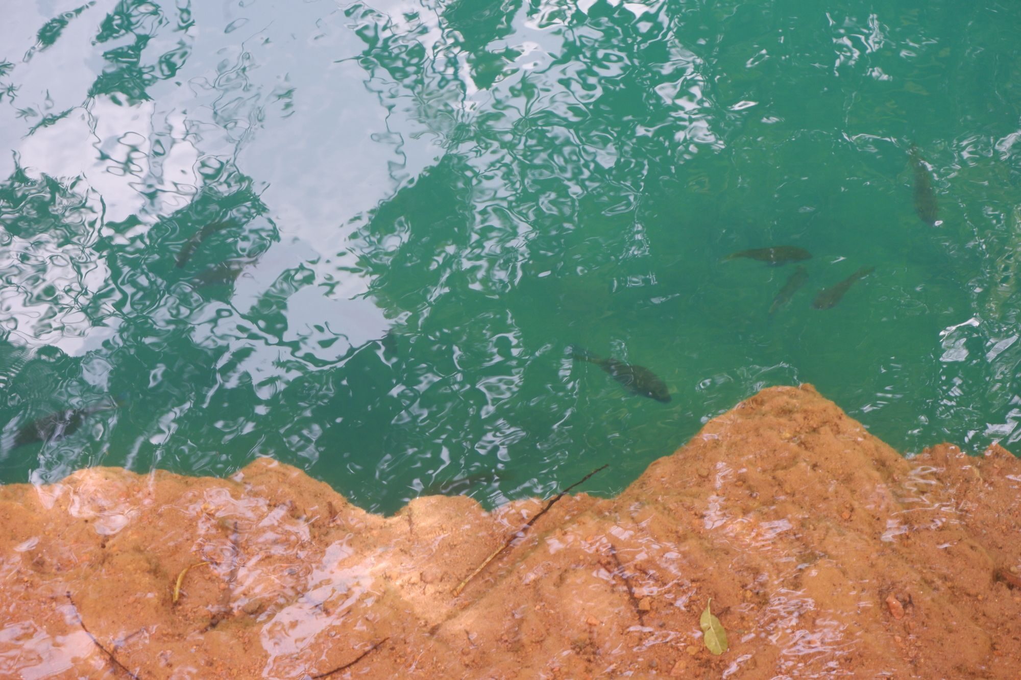 Fish at Lake Shore
