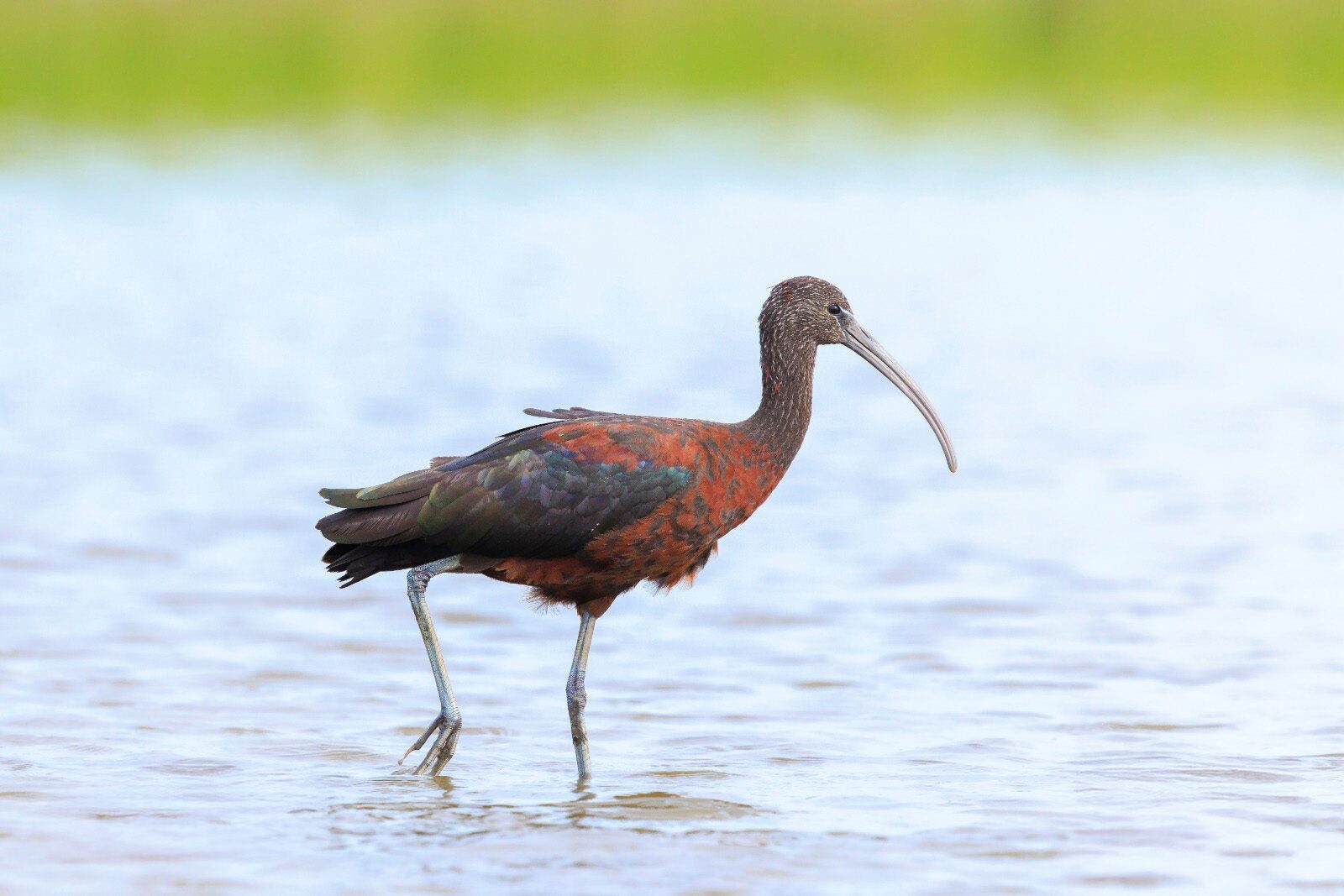 Glossy Ibis Wading Bird