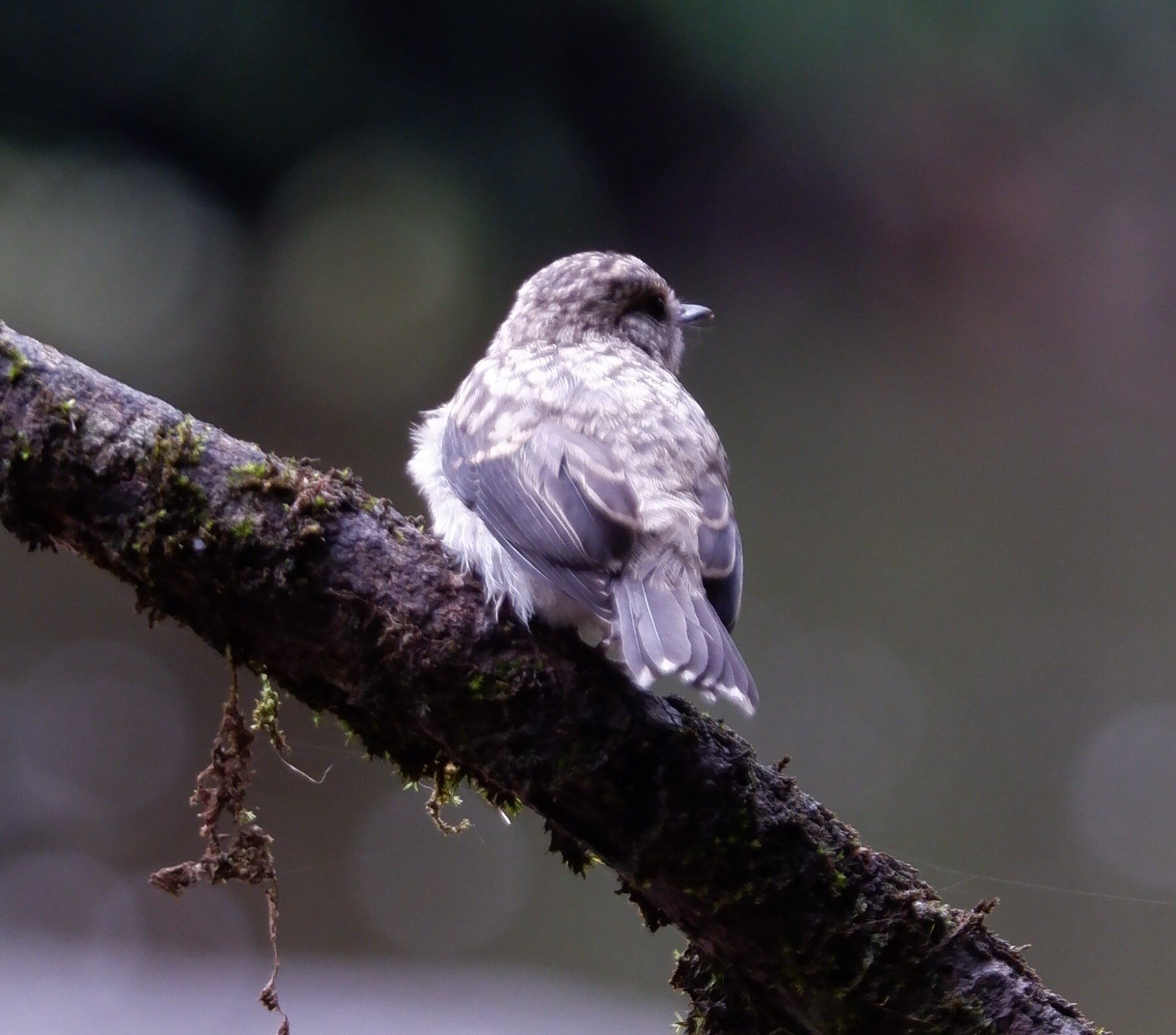 Grey Forest Bird on Branch