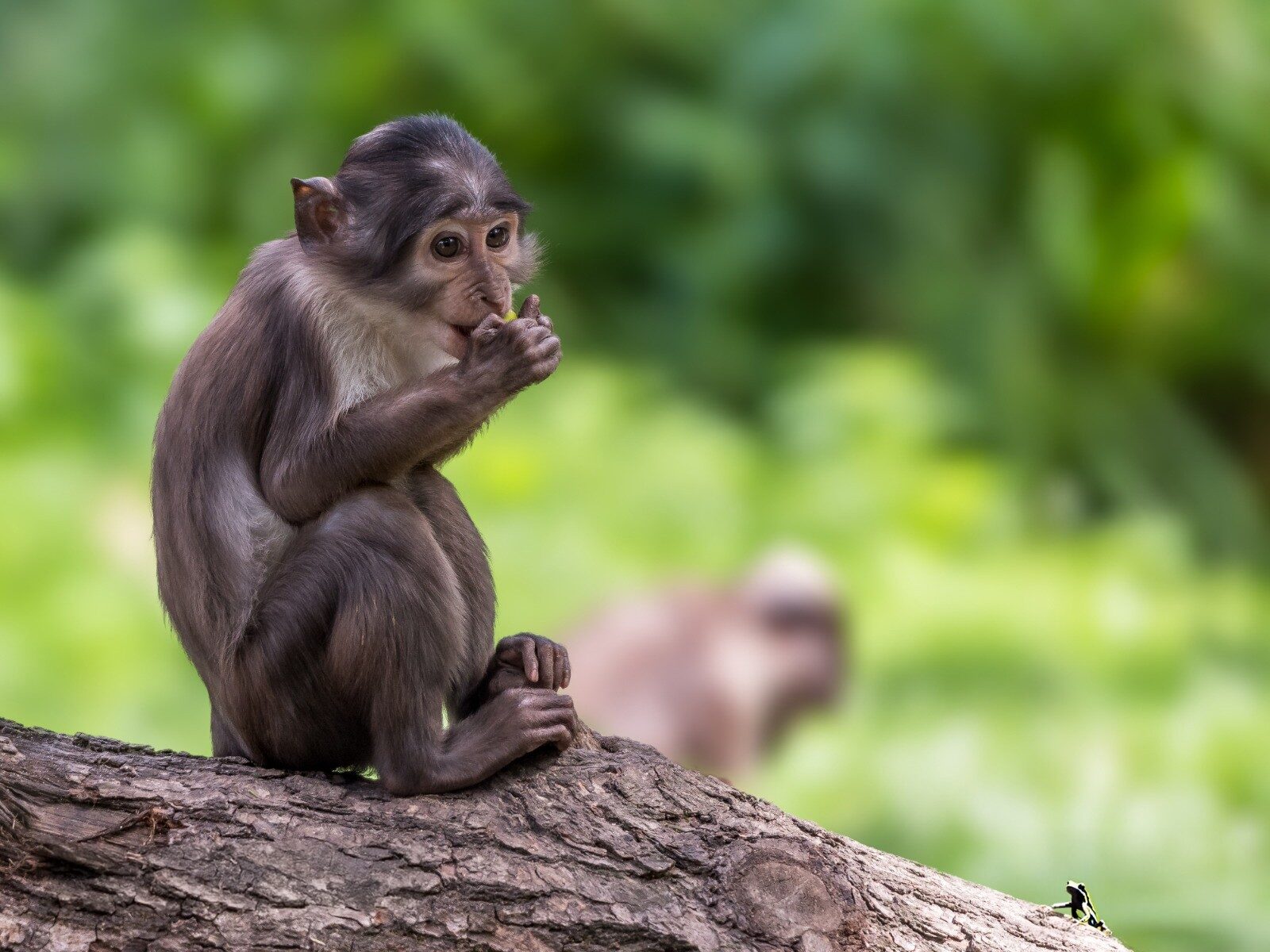 Monkey on a Log