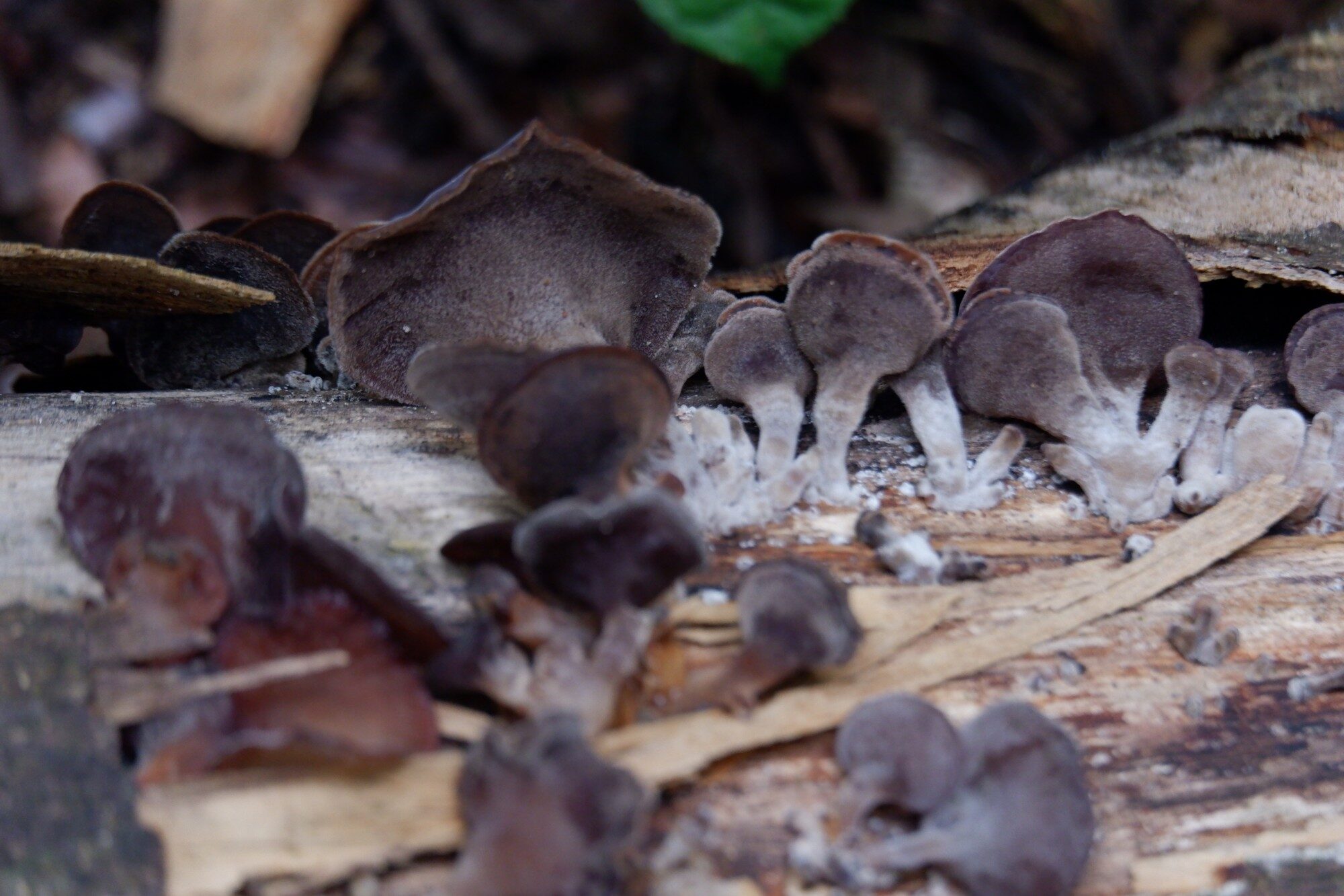 Mushrooms on Rainforest Floor