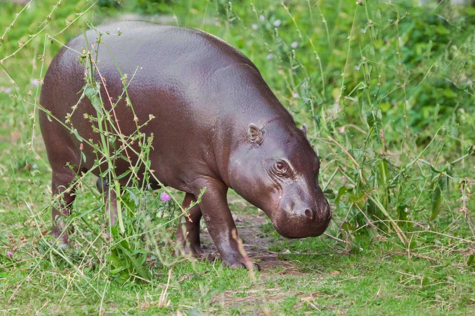 Pygmy Hippopotamus