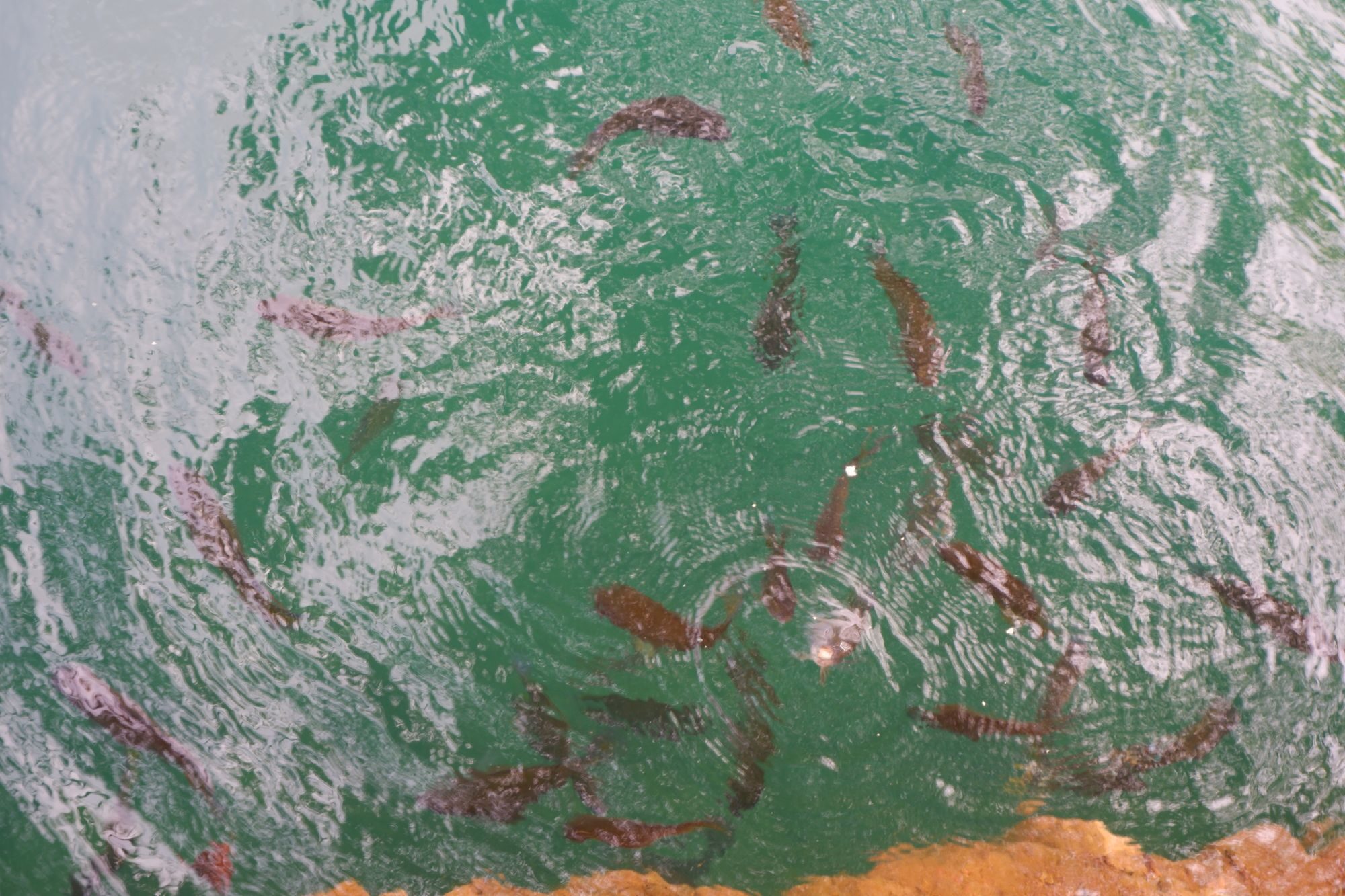 Sacred Fish in Green Water
