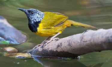 Birding